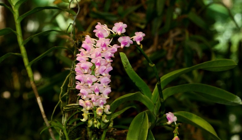 Bí kíp phân biệt Giáng hương quế và Tam bảo sắc