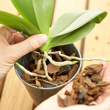 Cách khắc phục một số vấn đề rễ lan