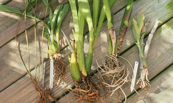 Những điều cần biết về rễ phong lan