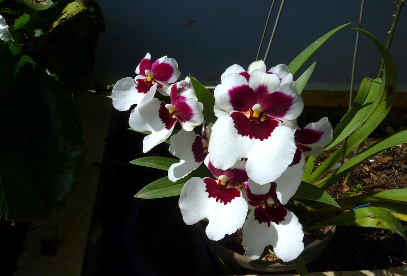 Cách tách và thay chậu lan Vũ nữ sau hoa tàn