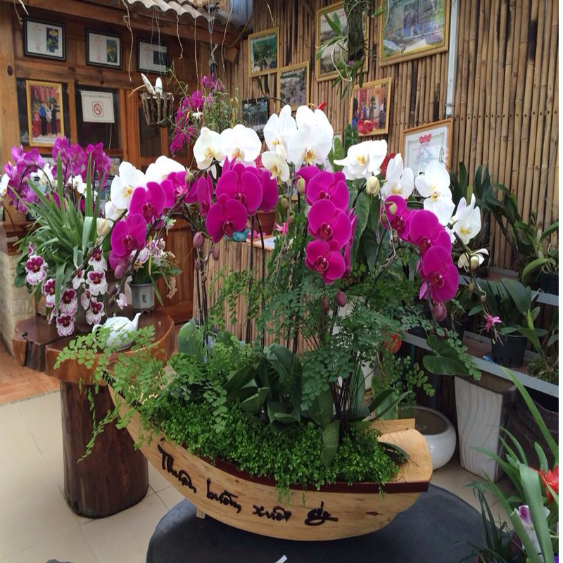 Tìm hiểu tập tính hoa hồ điệp