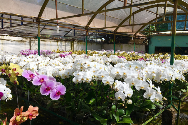 Những sai lầm khi thiết kế vườn lan Hồ điệp