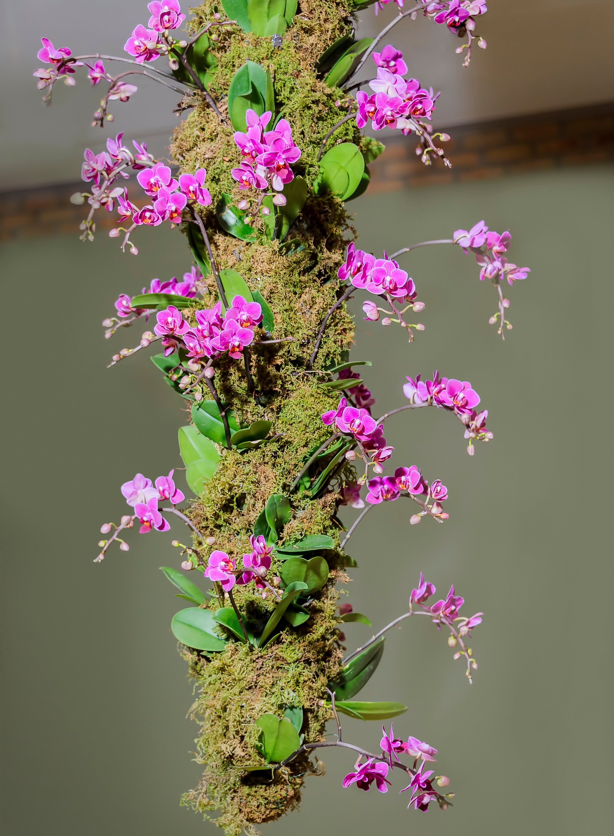 Cách xác định thời gian nở của các loài hoa lan