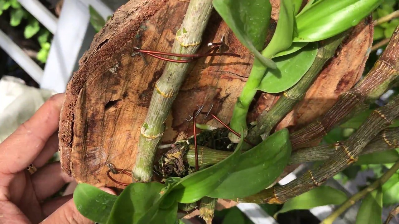 Tuyệt chiêu thúc đẩy rễ lan phát triển