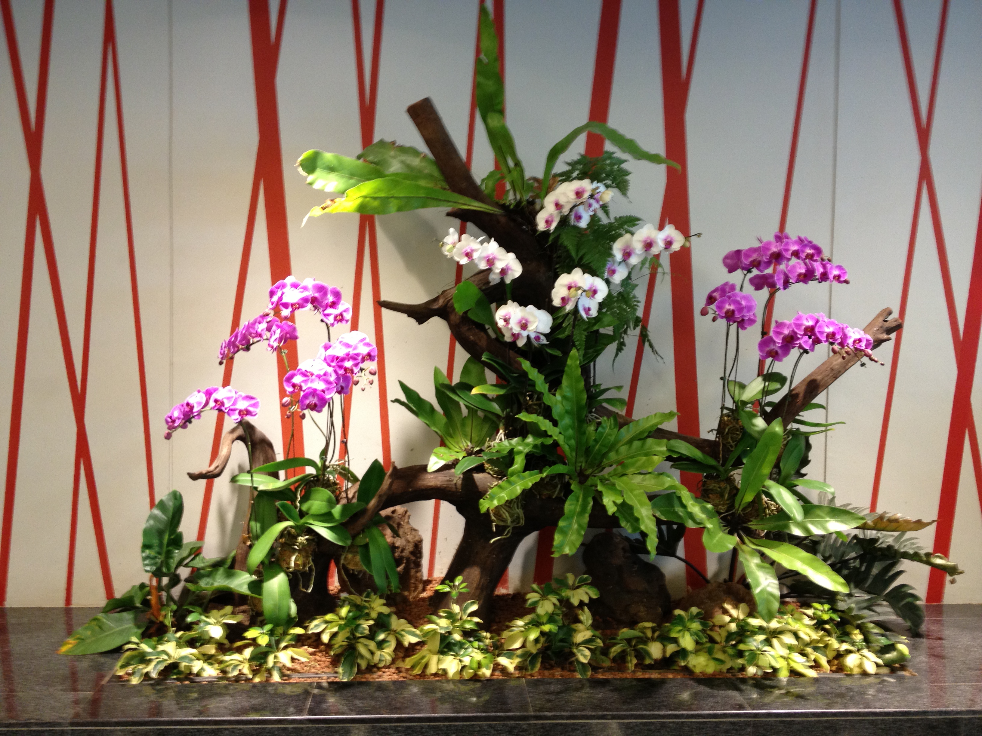 Hướng dẫn cách tạo tiểu cảnh lan Hồ điệp