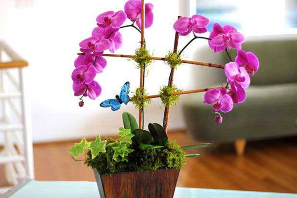 Cách trang trí chậu lan bonsai đẹp