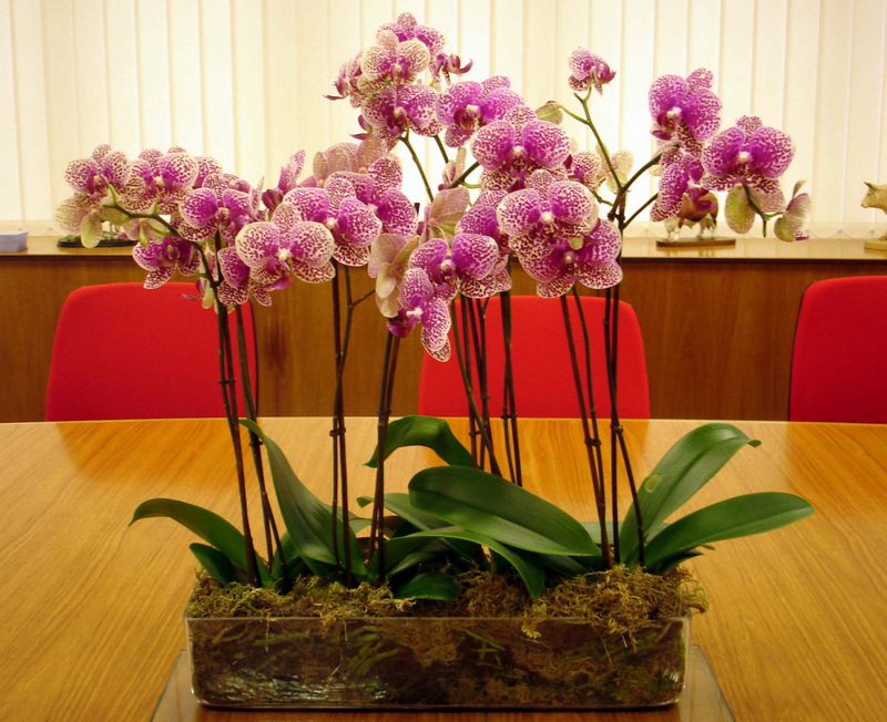 Nghệ thuật trang trí lan hồ điệp cho văn phòng