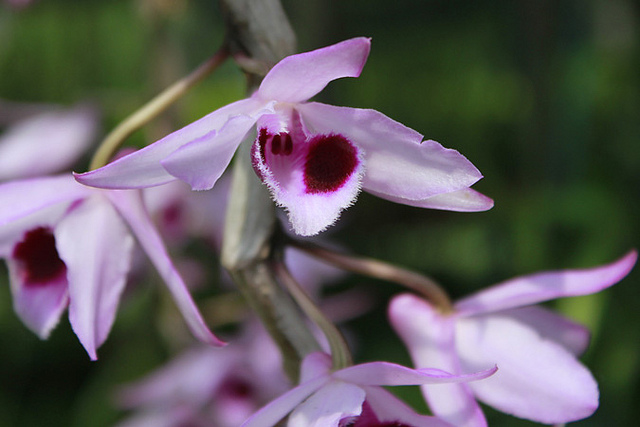 Cách trồng và chăm sóc lan Giả hạc cấy mô