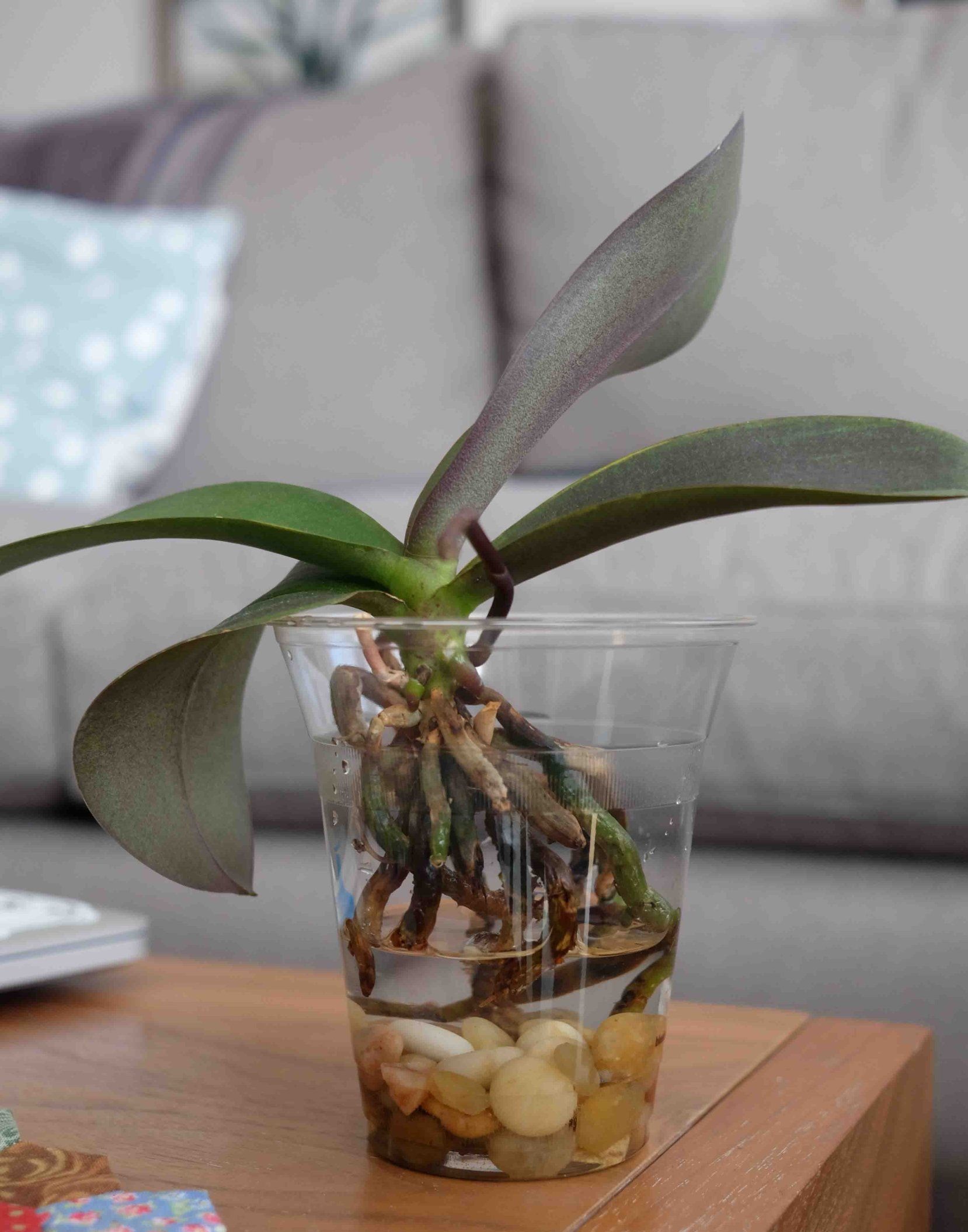 Cách trồng lan Hồ điệp thủy sinh chi tiết nhất