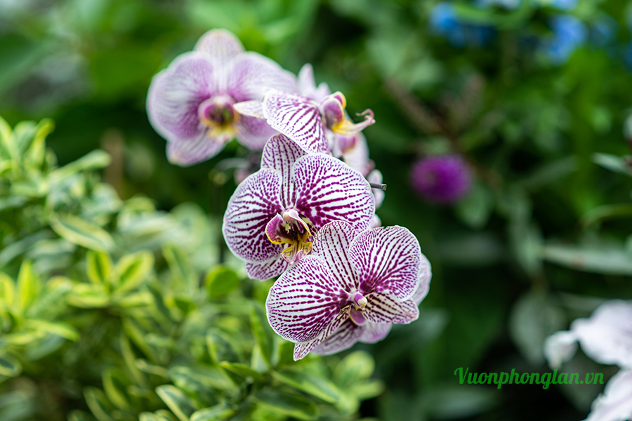 Top 5 lý do trồng hoa lan thất bại