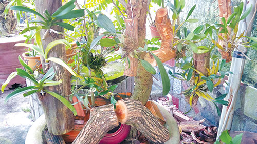 Ưu điểm trồng hoa lan trên cây vú sữa