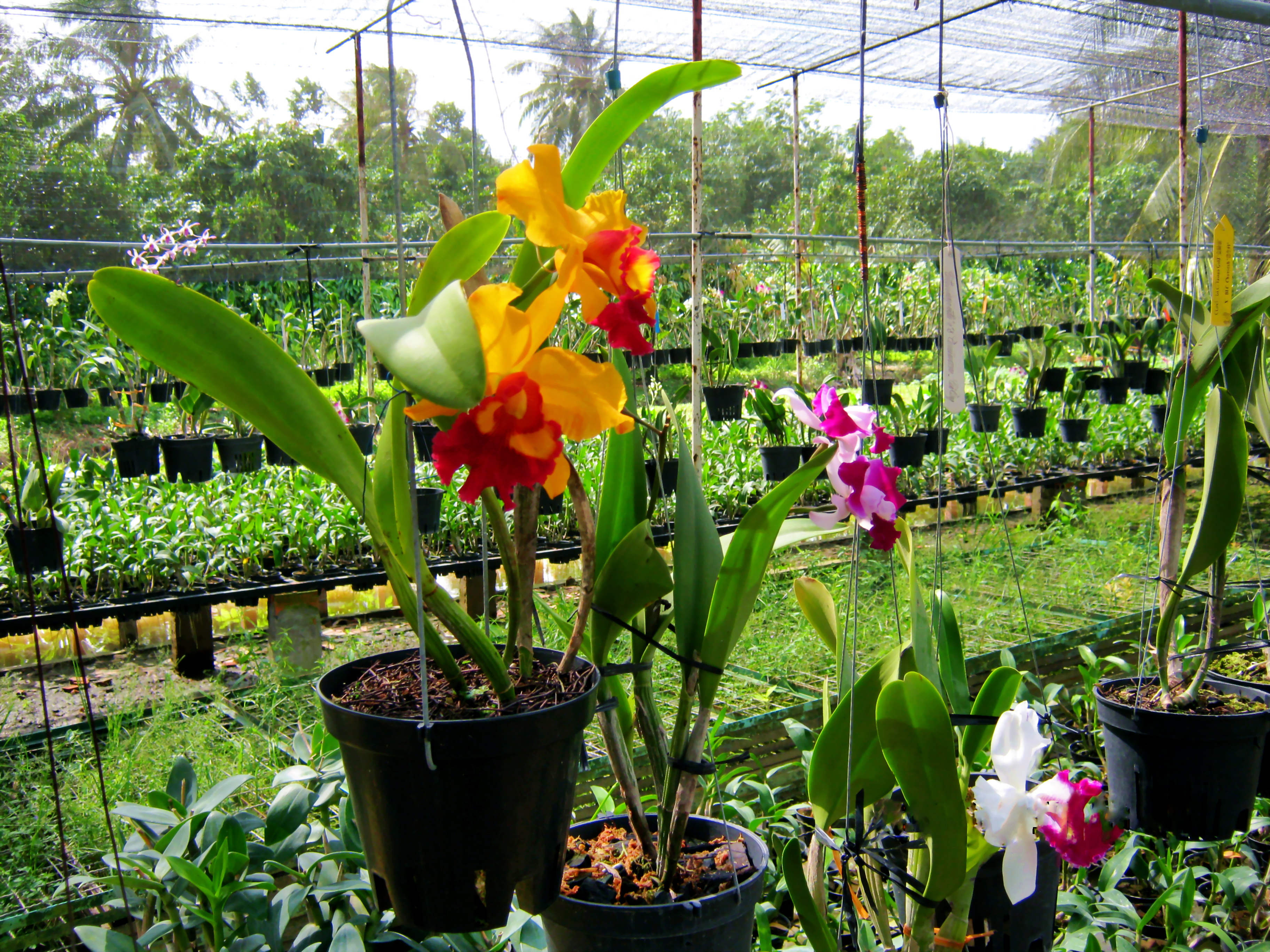 Cách trồng lan vào mùa đông hanh khô