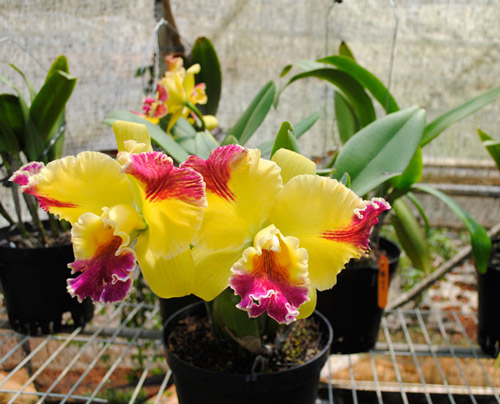 Cách chọn môi trường và nguyên vật liệu trồng lan