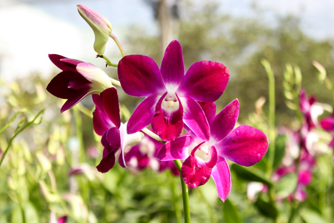 Học cách trồng lan Dendro Sonia nở đẹp lâu tàn