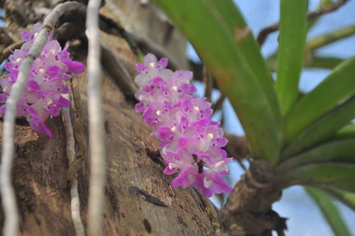 Bí quyết trồng cây Bạch vĩ hồ