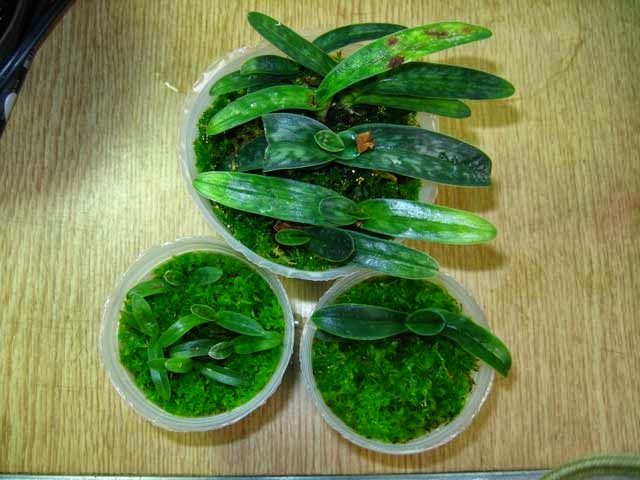 Cần lưu ý 5 điều khi trồng lan bằng rêu