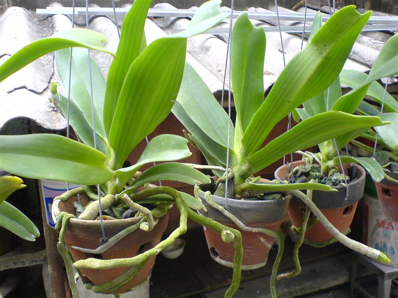 Chú ý trước khi trồng lan con vào chậu