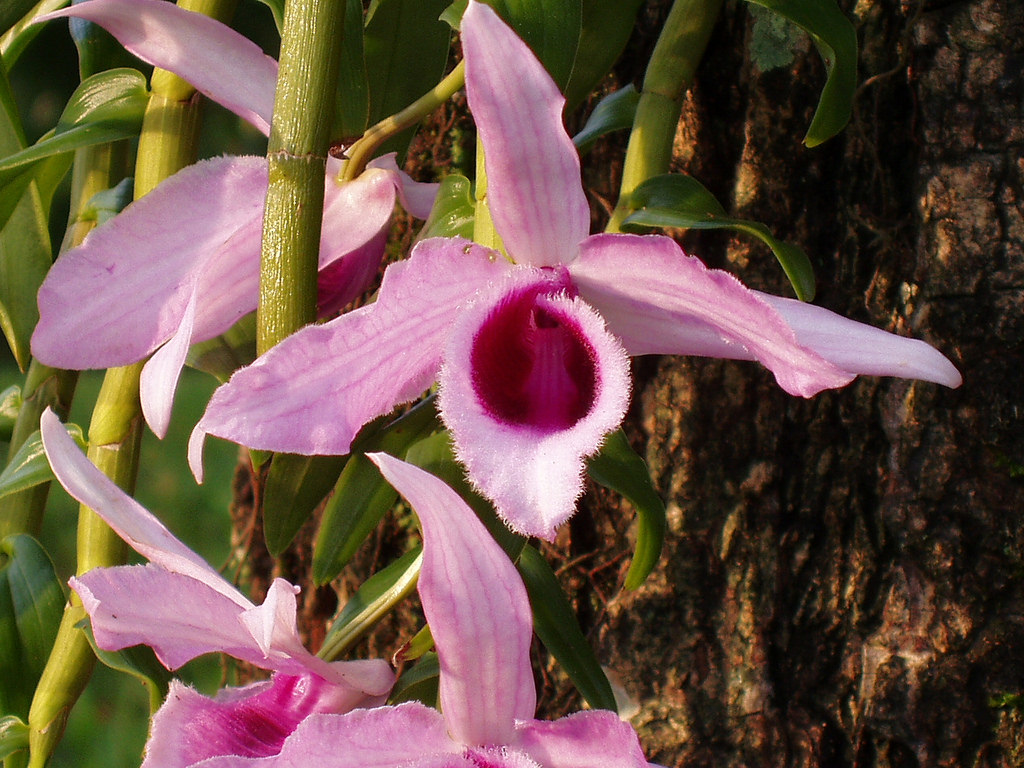 Bí quyết trồng và chăm sóc lan Giả hạc - Phi điệp tím