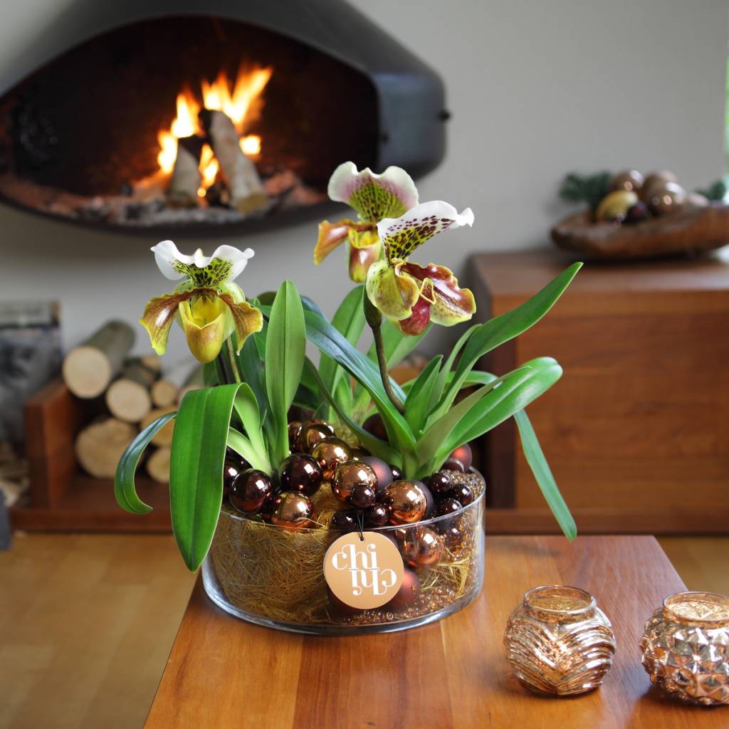 Bí quyết trồng và xử lý lan Hài khi mới mua về