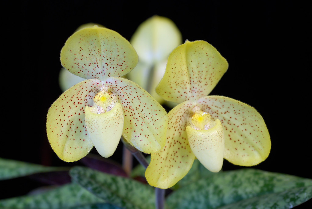 Mách bạn bí kíp trồng lan hài gấm (hài đốm)