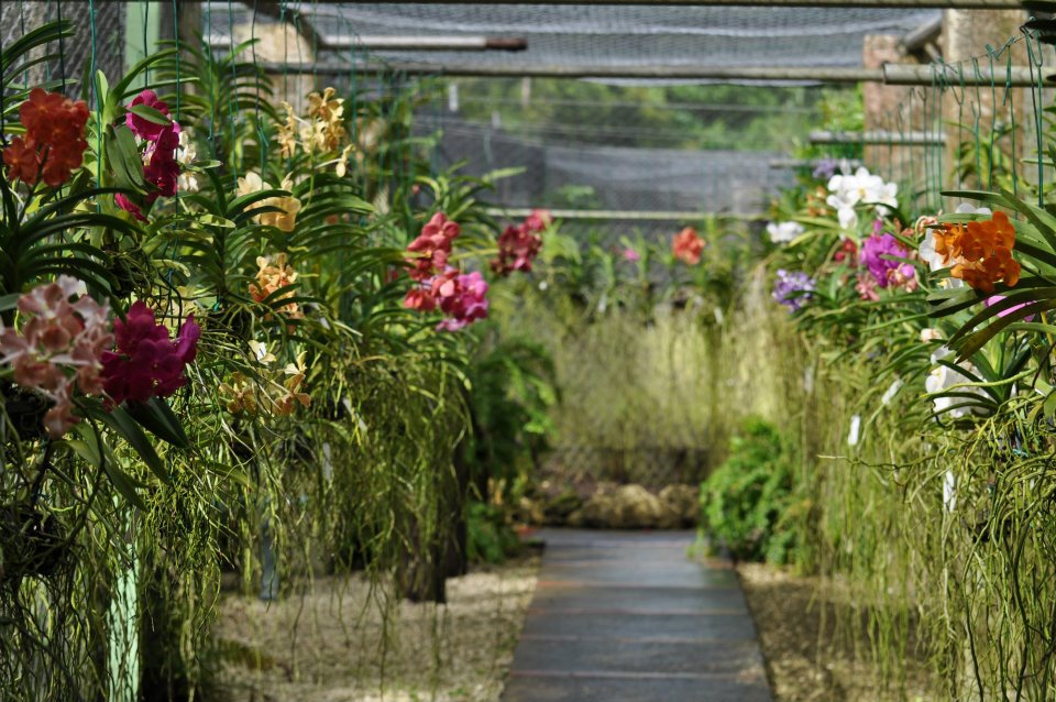 Bí kíp trồng lan Mokara treo trang trí sân vườn