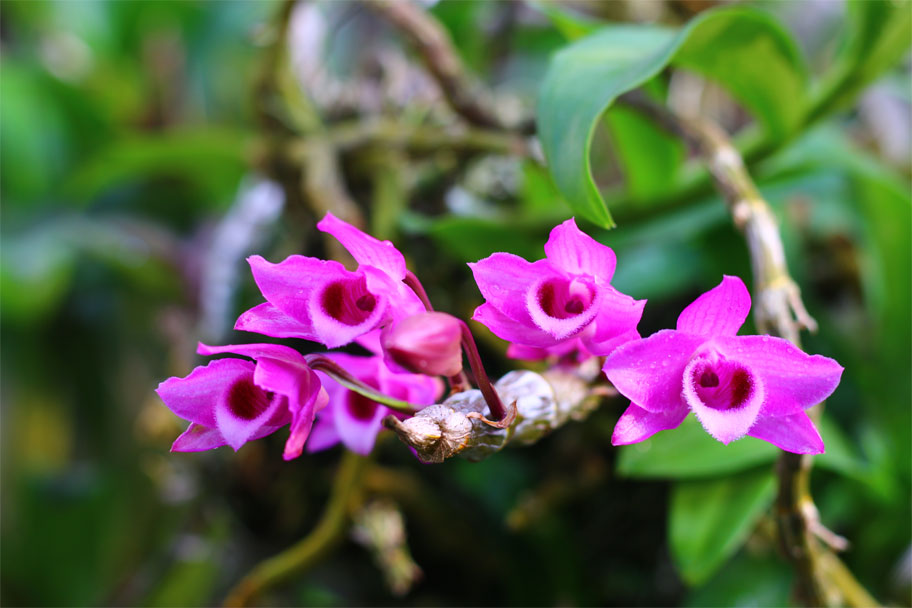 Một số vấn đề cần biết khi trồng lan trầm tím