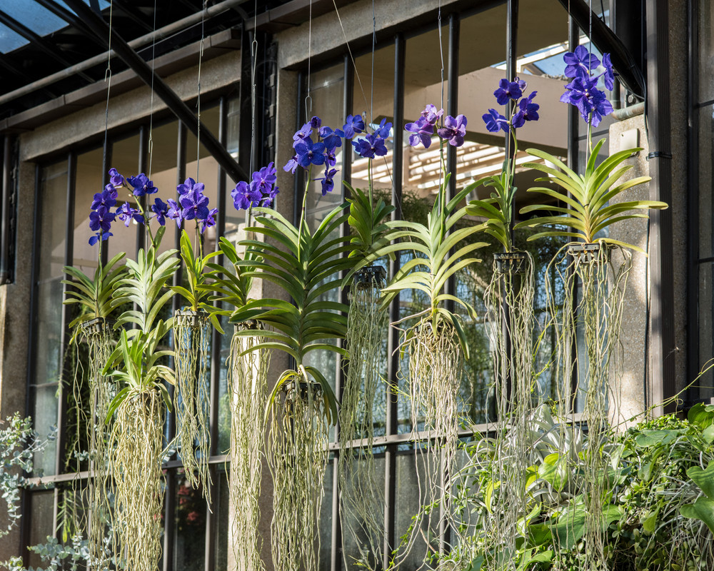 Trồng lan Vanda treo chậu làm đẹp không gian