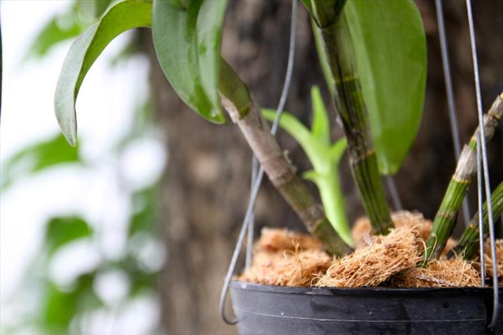 Bật mí bí kíp trồng lan sau khi tách chiết