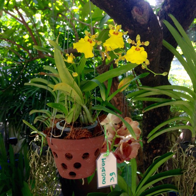 Hướng dẫn cách trồng lan vũ nữ treo chậu