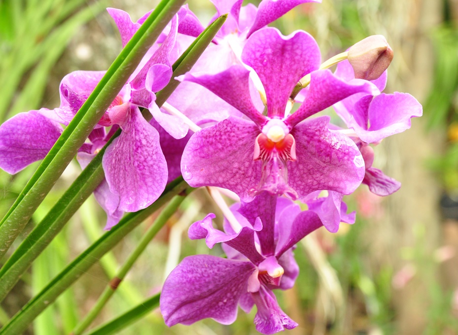 Bí quyết trồng hoa lan ngoài trời đơn giản