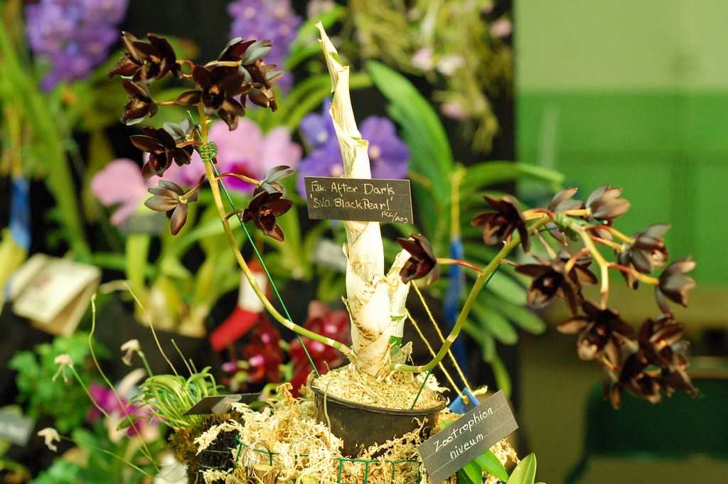 Tuyệt chiêu trồng và chăm sóc lan thiên nga đen