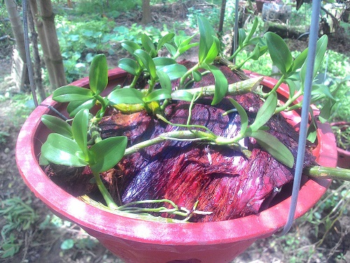 Cách ươm giống lan Phi Điệp bằng thân lan già