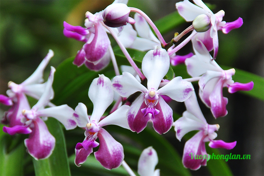 Biến hóa việc lai tạo của lan Vanda Lamellata