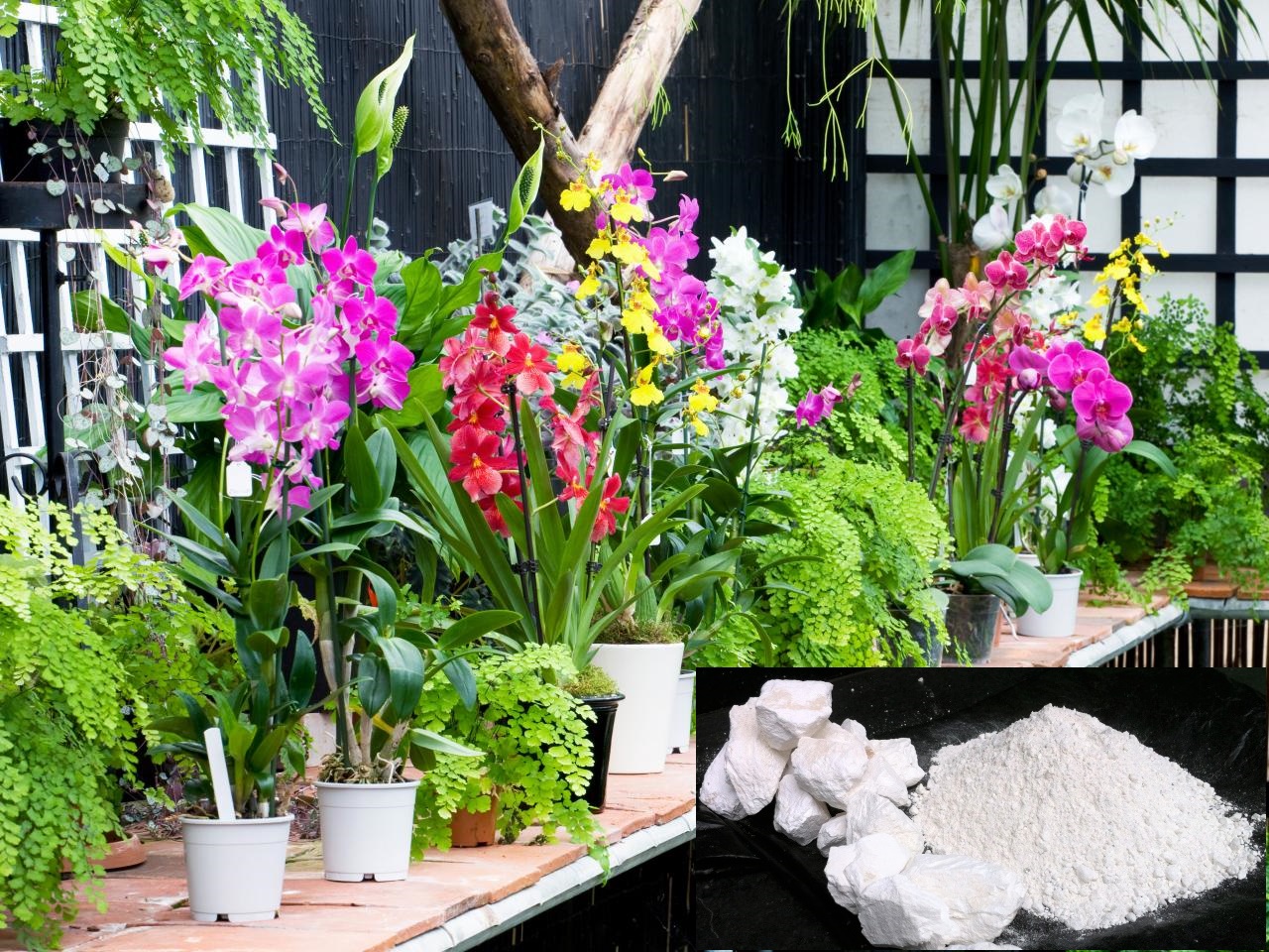 Sử dụng vôi trồng lan mang tác dụng không ngờ