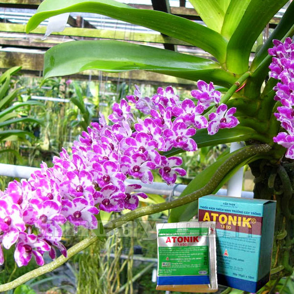 Bí quyết bón phân cho hoa phong lan khi mới mua về