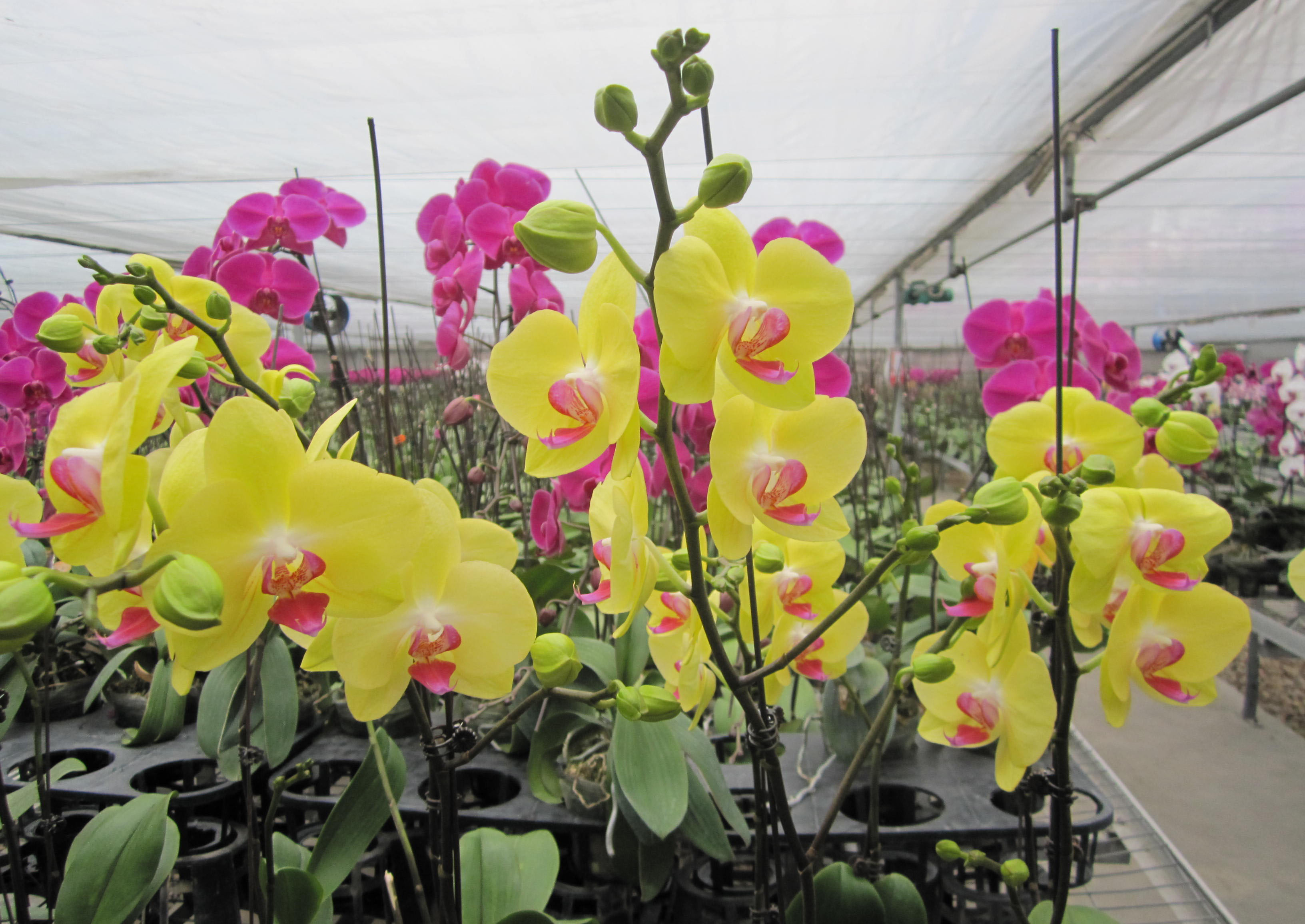 Các kiểu trồng hoa lan