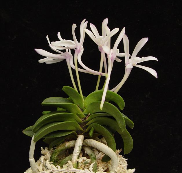 neofinetia_falcata_lan_neo_3.jpg