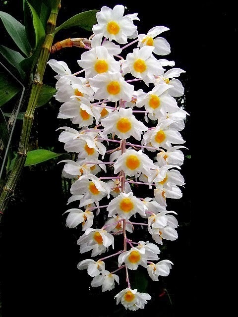 Tuyệt chiêu chăm sóc hoa lan khỏe đẹp