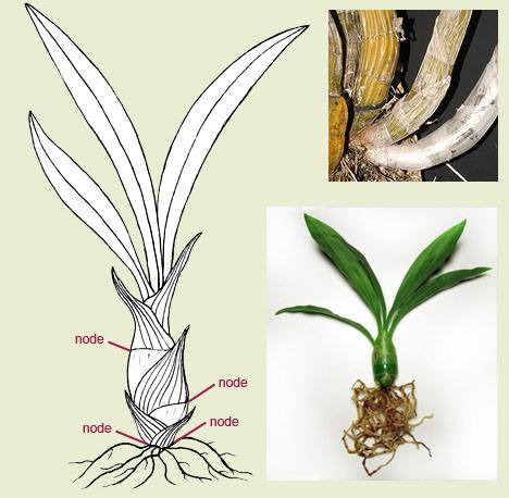 Đặc điểm sinh học của hoa lan