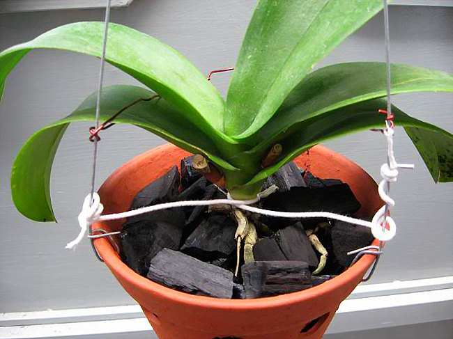 Kinh nghiệm chọn loại đất phù hợp trồng lan