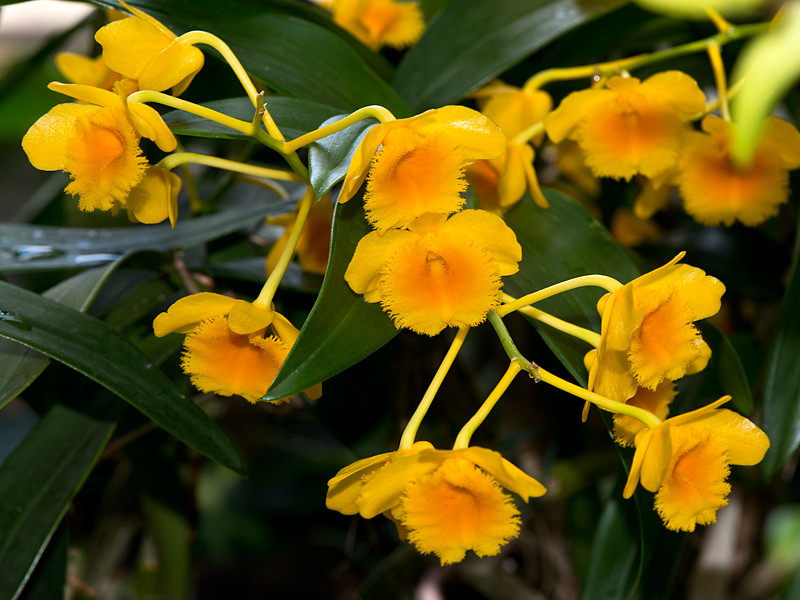 Cẩm nang phân loại các nhóm lan Hoàng thảo