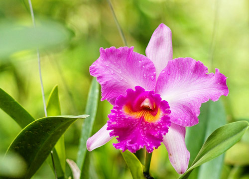 Độ ẩm phát triển của hoa lan