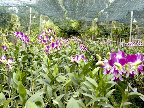 Tầm quan trọng của độ thông gió đối với vườn lan