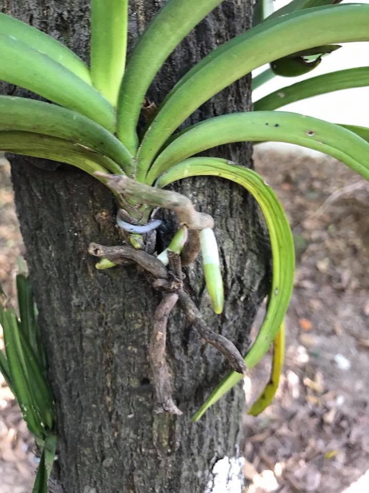 Chọn thời điểm ghép lan hiệu quả nhất