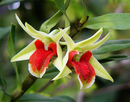 Tổng quan về hoa lan Việt Nam