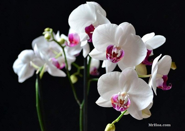 Thú vui tao nhã khi chơi hoa lan