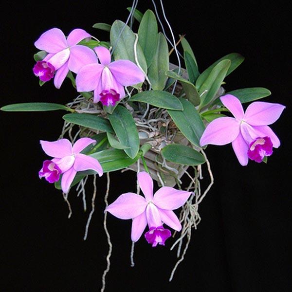 Kinh nghiệm chọn mua hoa phong lan