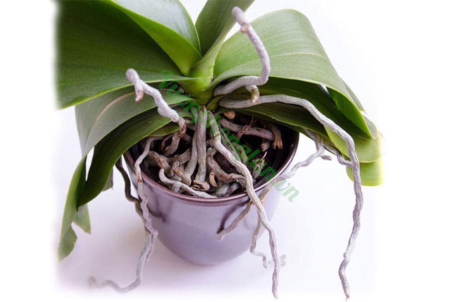 Bí kíp hồi sinh rễ cho cây lan bằng sữa chua