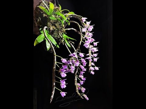 Cách ươm chồi non - Keiki cho lan thân thòng