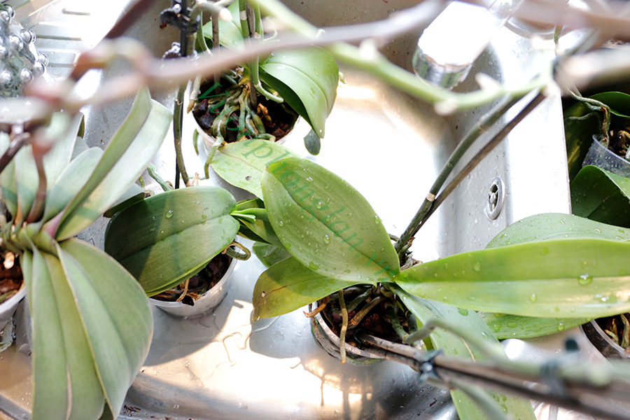 5 bước khắc phục lan không ra hoa chi tiết nhất